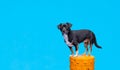 Dog in front of blue background